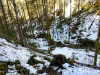 Snow and tree mortality event March 2019