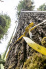 Dwarf Mistletoe Survey 2019