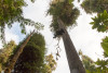Stephen Calkins ascends into the canopy of a western hemlock tree