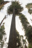 Dwarf Mistletoe Survey 2019