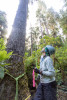 Dwarf Mistletoe Survey 2019