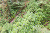 Dwarf Mistletoe Survey 2019