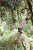 Dwarf Mistletoe Survey 2019