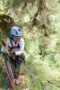 Dwarf Mistletoe Survey 2019
