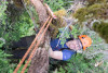 Dwarf Mistletoe Survey 2019