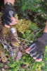 Dwarf Mistletoe Survey 2019