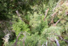 Dwarf Mistletoe Survey 2019