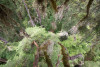 Dwarf Mistletoe Survey 2019