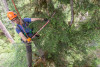 Dwarf Mistletoe Survey 2019