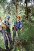 Dwarf Mistletoe Survey 2019