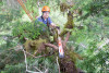 Dwarf Mistletoe Survey 2019