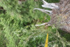 Dwarf Mistletoe Survey 2019