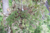 Dwarf Mistletoe Survey 2019