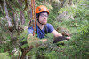 Dwarf Mistletoe Survey 2019