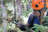 Dwarf Mistletoe Survey 2019