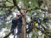 Dwarf Mistletoe Survey 2019
