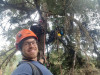 Dwarf Mistletoe Survey 2019