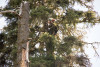Dwarf Mistletoe Survey 2019