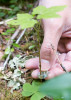 Forests of Oregon Elevation Gradient (FOREG) 2019