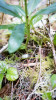 Forests of Oregon Elevation Gradient (FOREG) 2019