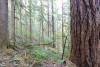 Forests of Oregon Elevation Gradient (FOREG) 2019