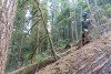 Forests of Oregon Elevation Gradient (FOREG) 2019