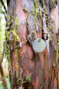 Forests of Oregon Elevation Gradient (FOREG) 2019