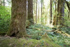 Forests of Oregon Elevation Gradient (FOREG) 2019
