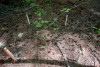 Forests of Oregon Elevation Gradient (FOREG) 2019
