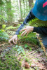 Forests of Oregon Elevation Gradient (FOREG) 2019