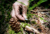 Forests of Oregon Elevation Gradient (FOREG) 2019