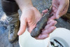 Lookout Creek Spatially Explicit Sampling of Aquatic Vertebrates