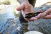 Lookout Creek Spatially Explicit Sampling of Aquatic Vertebrates