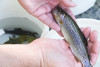 Lookout Creek Spatially Explicit Sampling of Aquatic Vertebrates