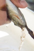 Lookout Creek Spatially Explicit Sampling of Aquatic Vertebrates