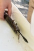 Lookout Creek Spatially Explicit Sampling of Aquatic Vertebrates