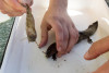 Lookout Creek Spatially Explicit Sampling of Aquatic Vertebrates