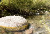 Lookout Creek Spatially Explicit Sampling of Aquatic Vertebrates
