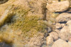 Lookout Creek Spatially Explicit Sampling of Aquatic Vertebrates
