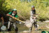 Lookout Creek Spatially Explicit Sampling of Aquatic Vertebrates