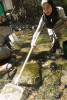 Lookout Creek Spatially Explicit Sampling of Aquatic Vertebrates