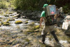 Lookout Creek Spatially Explicit Sampling of Aquatic Vertebrates