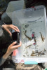 Lookout Creek Spatially Explicit Sampling of Aquatic Vertebrates
