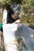 Lookout Creek Spatially Explicit Sampling of Aquatic Vertebrates