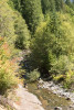 Lookout Creek Spatially Explicit Sampling of Aquatic Vertebrates