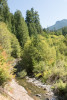 Lookout Creek Spatially Explicit Sampling of Aquatic Vertebrates