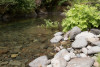 Stream Cross Section Study 2019