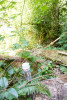 WS01 hydrology
