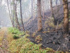 Holiday Farm Fire 2020
