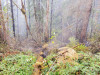 Holiday Farm Fire 2020
